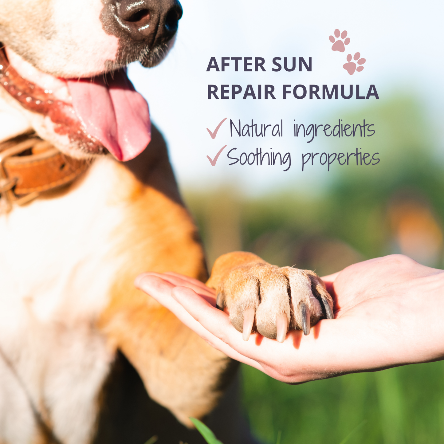 After Sun For Pets