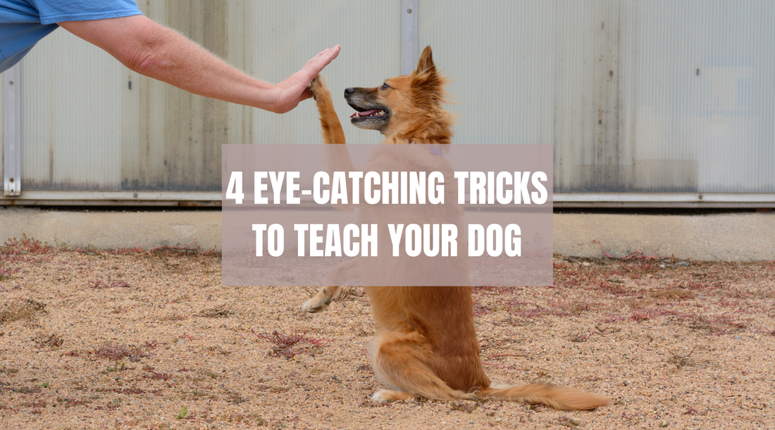 4 eye-catching tricks to teach your dog