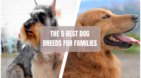 The 5 best dog breeds for families with kids