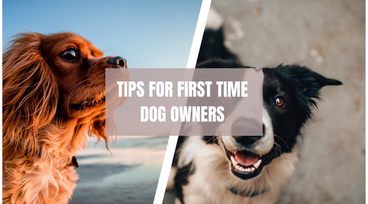 Tips for first-time dog owners