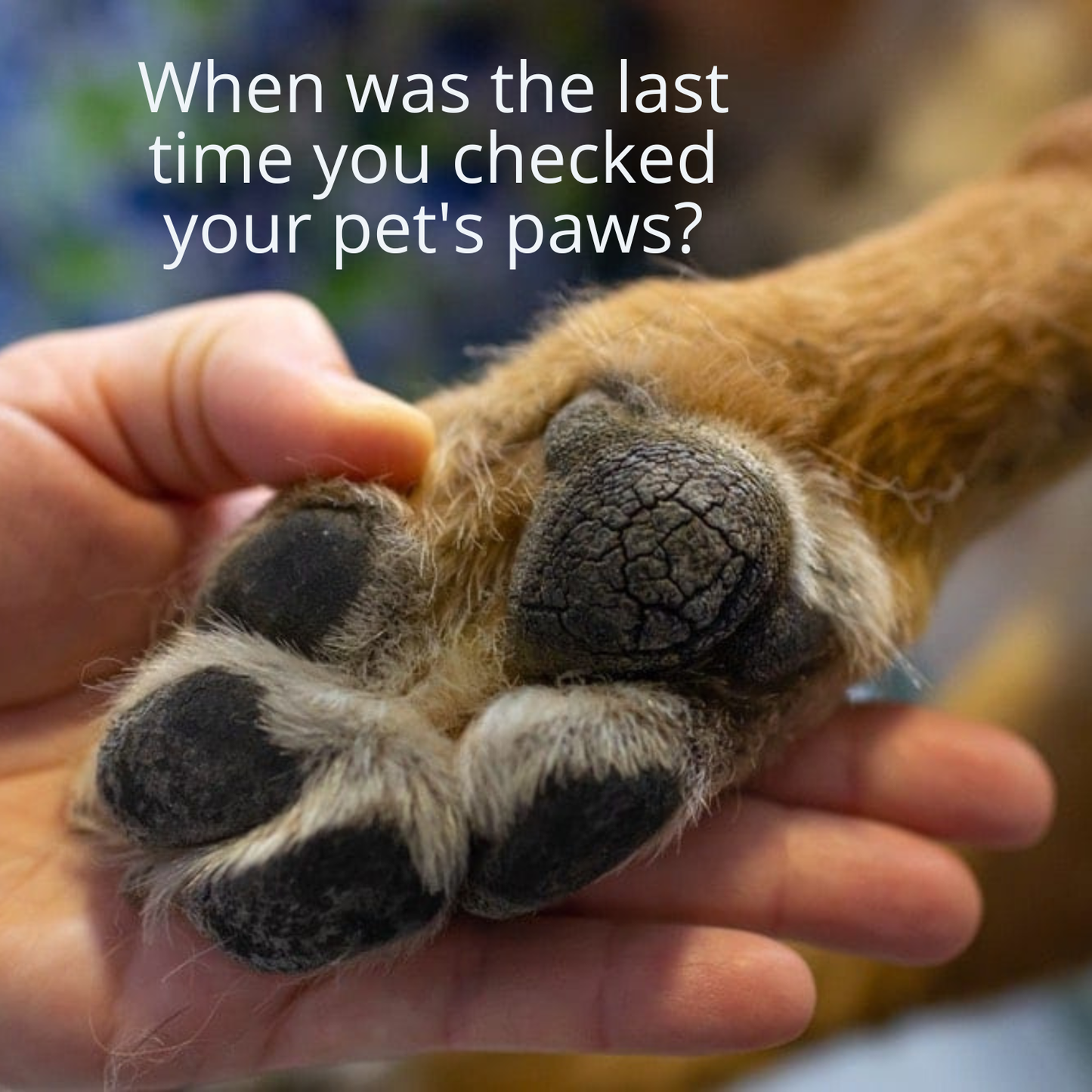 100% Natural Dog Nose & Paw Balm in Stick 50ML